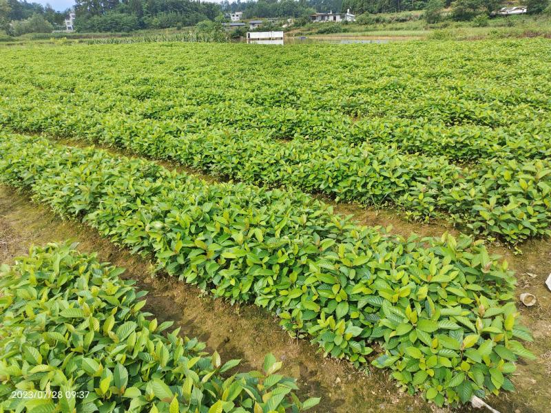 高山喜树苗，木质化好，存活率高，根系发达