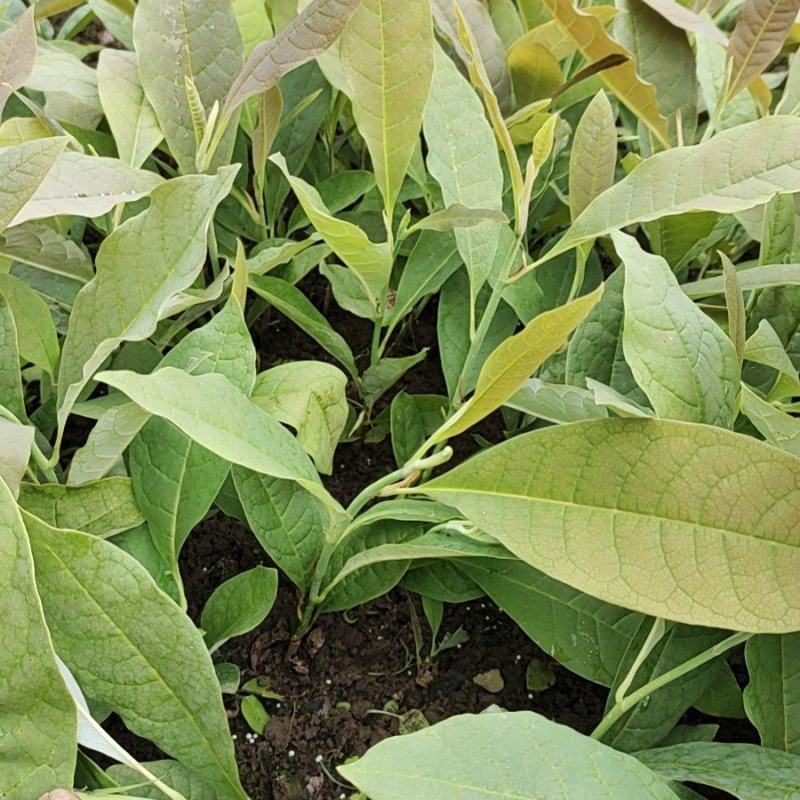 厚朴苗基地一手货源规格齐全价格可谈