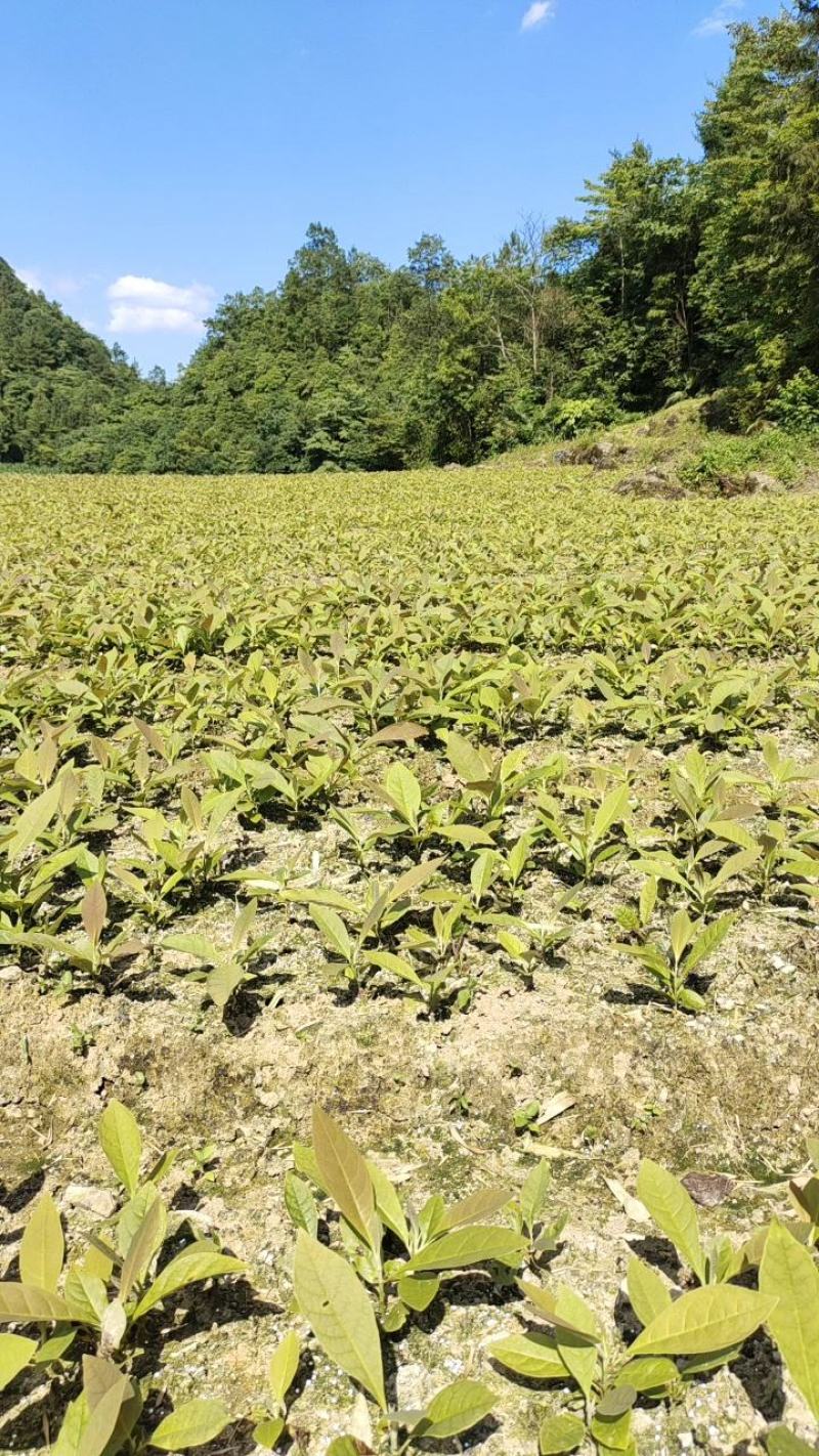 厚朴苗基地一手货源规格齐全价格可谈