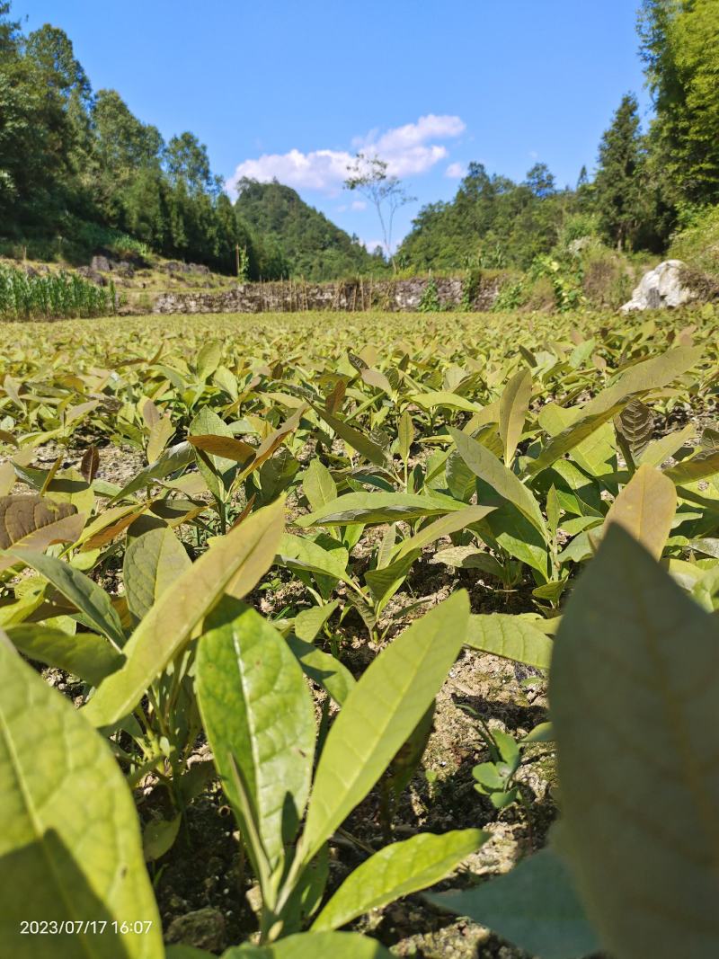厚朴苗基地一手货源规格齐全价格可谈