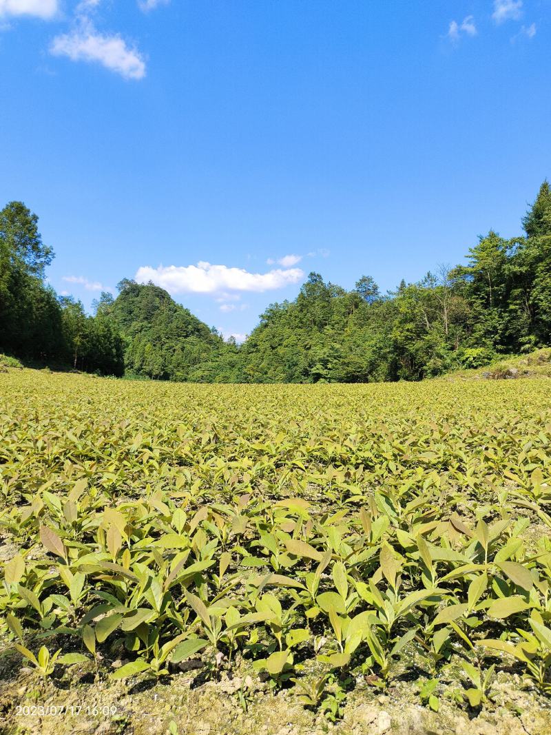 厚朴苗基地一手货源规格齐全价格可谈