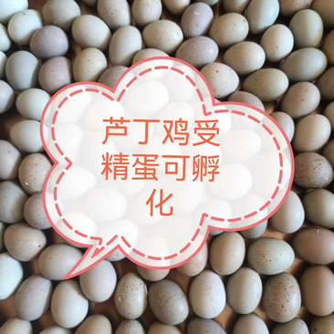 芦丁鸡蛋受精蛋可孵化大量供应欢迎老板来电咨询选购