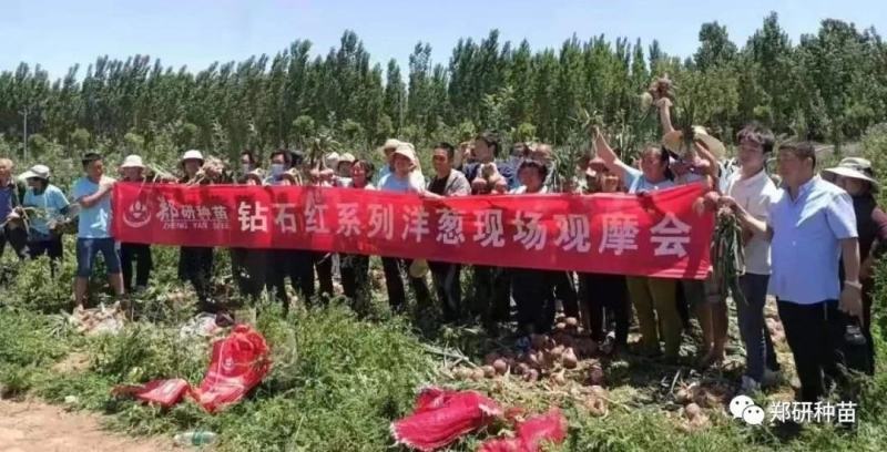 郑研钻石红N2钻石红N5钻石红N6洋葱种子