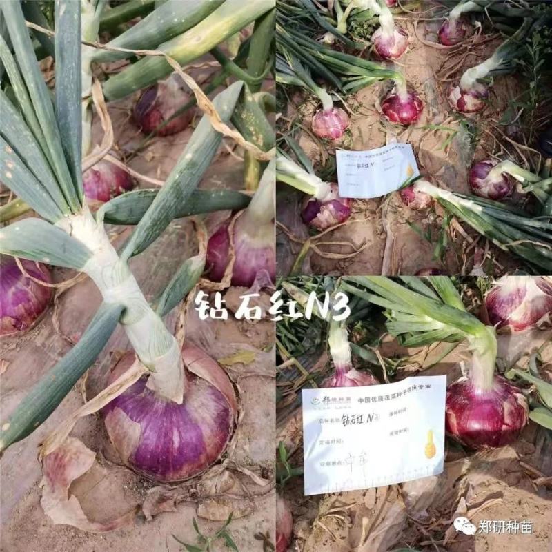 郑研钻石红N2钻石红N5钻石红N6洋葱种子