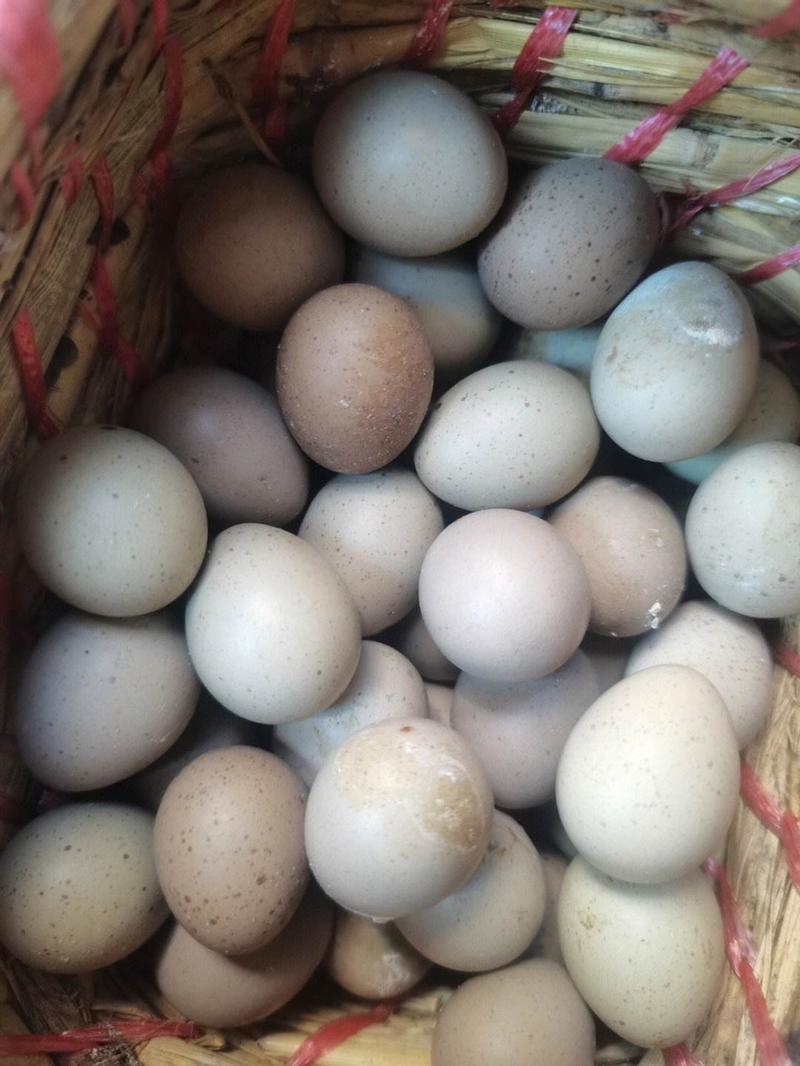 芦丁鸡蛋受精蛋可孵化大量供应欢迎老板来电咨询选购