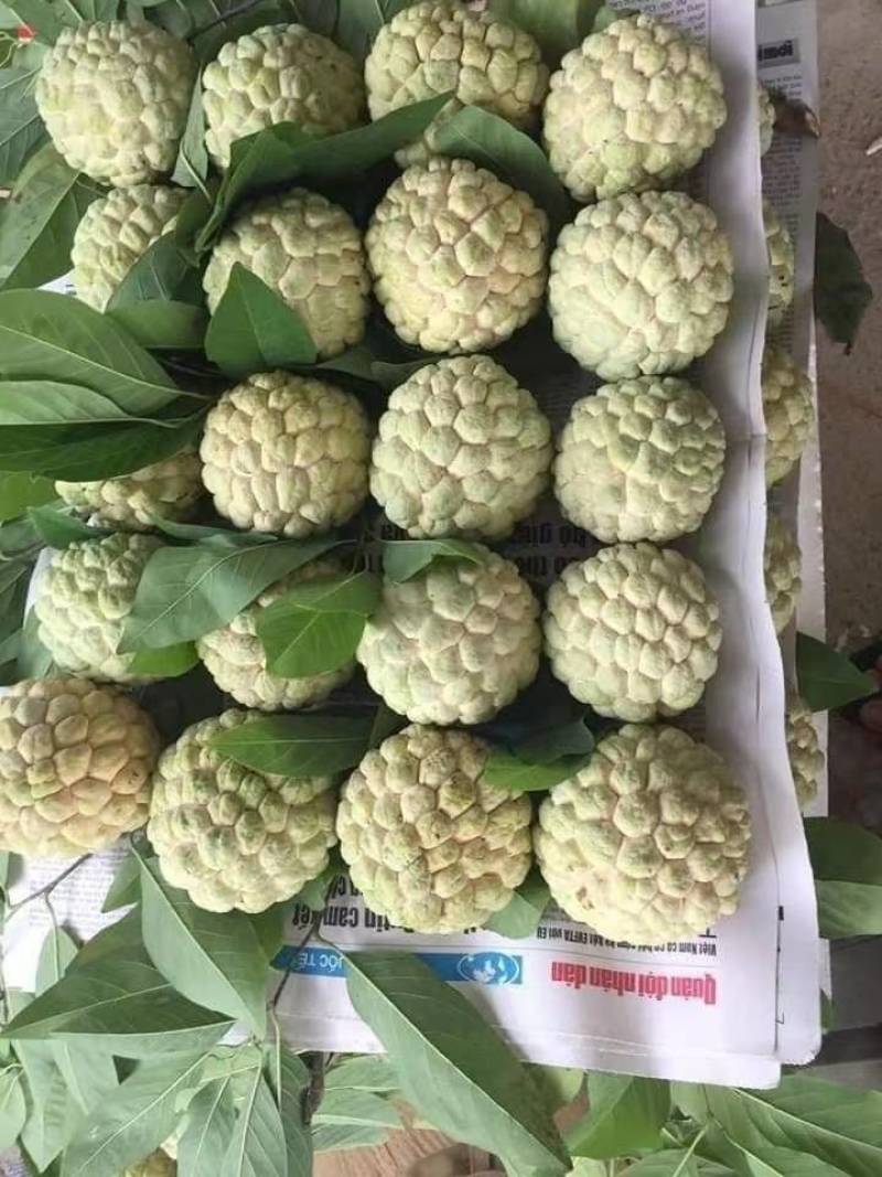 释迦果