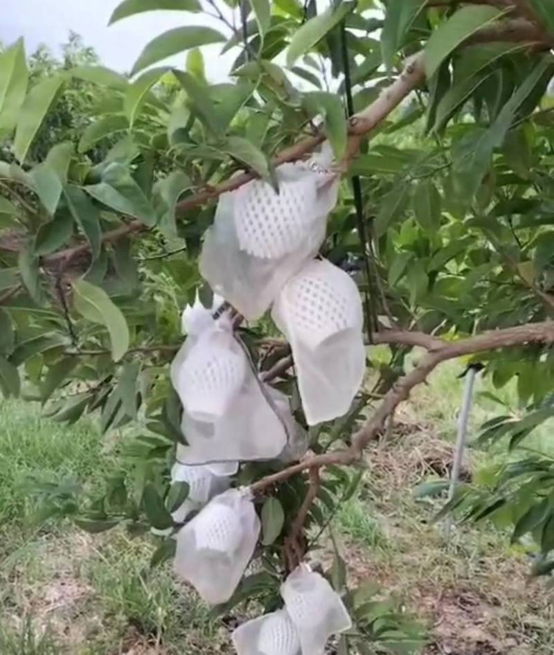 释迦果