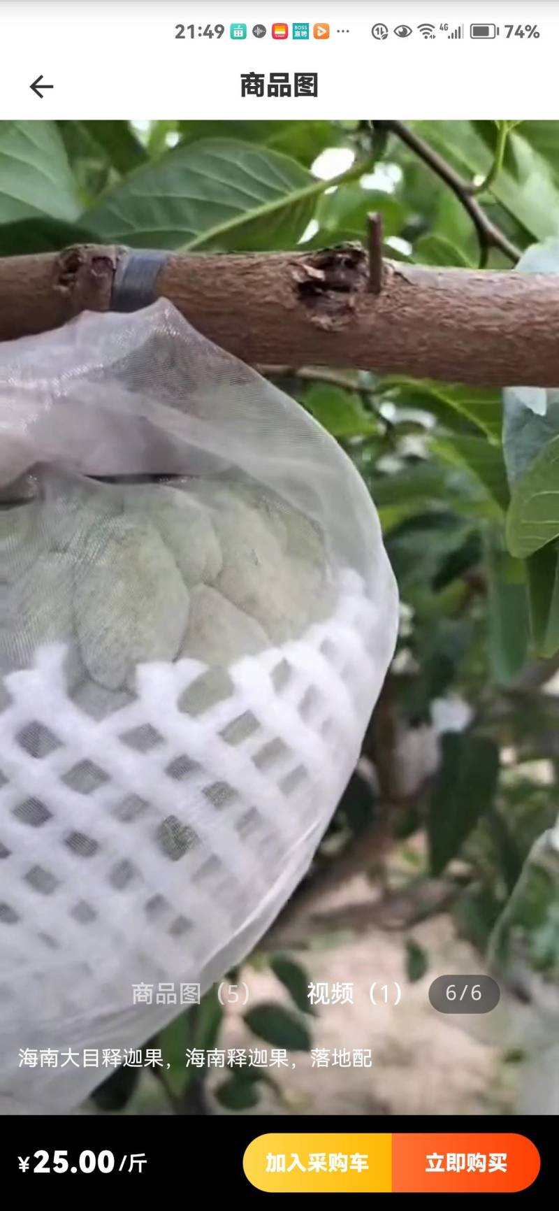 释迦果