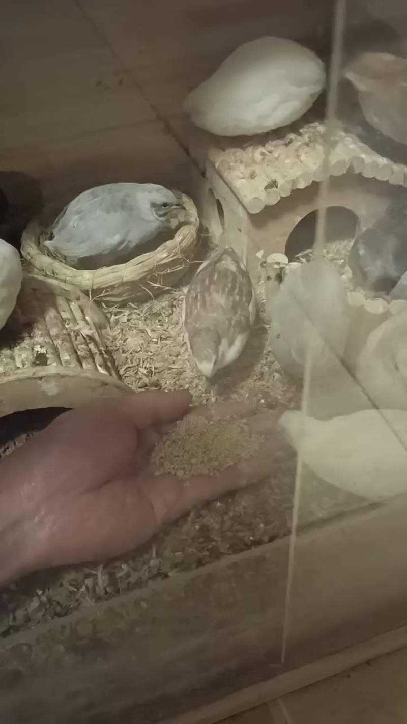 【推荐】芦丁鸡量大从优质量保证欢迎各位老板前来选购