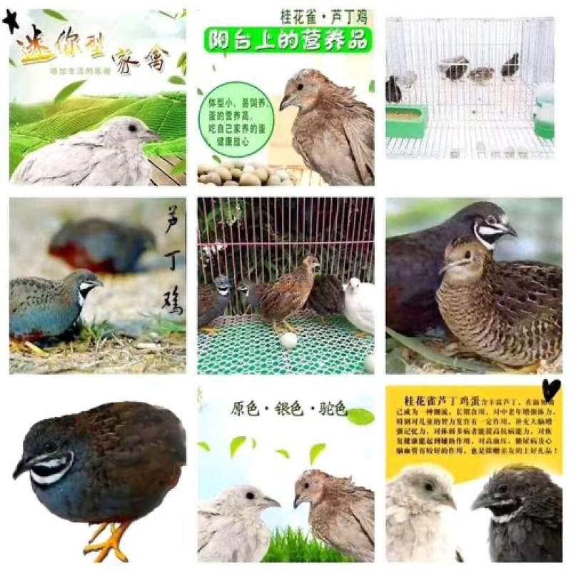 【推荐】芦丁鸡量大从优质量保证欢迎各位老板前来选购