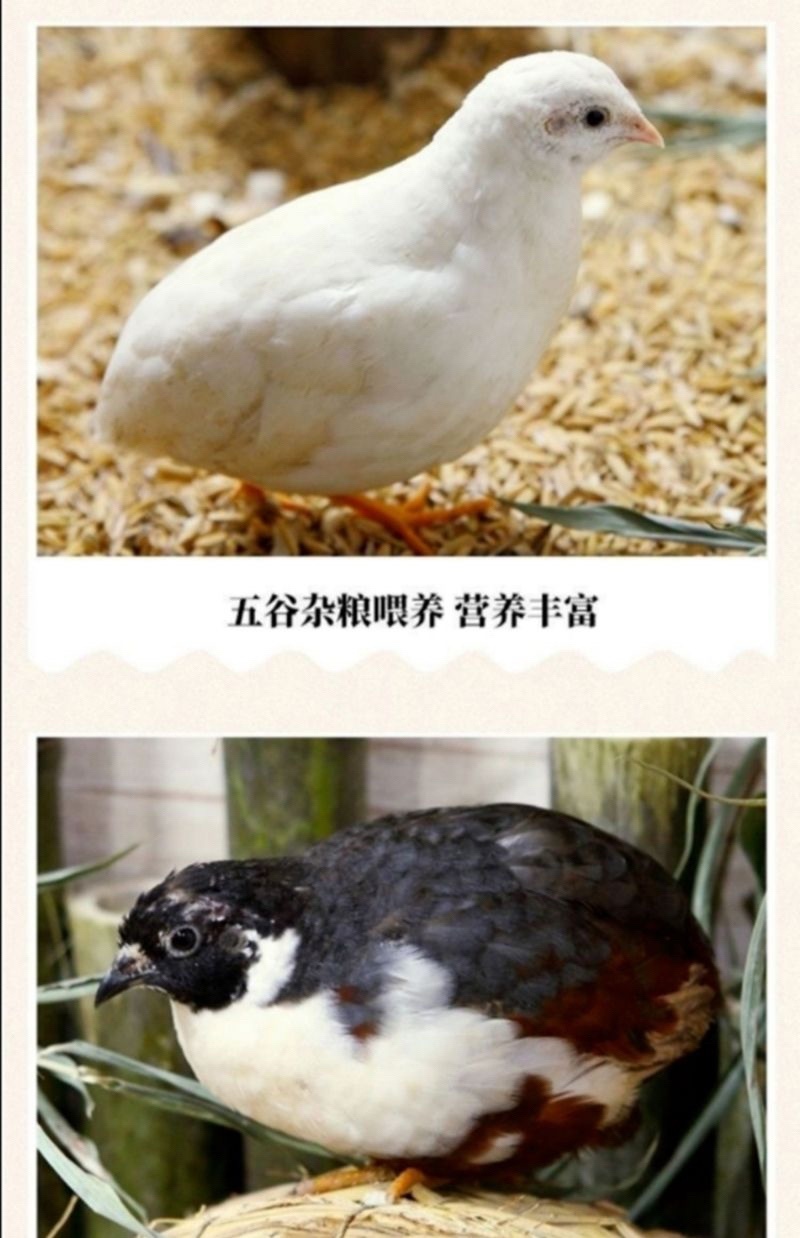 【推荐】芦丁鸡量大从优质量保证欢迎各位老板前来选购