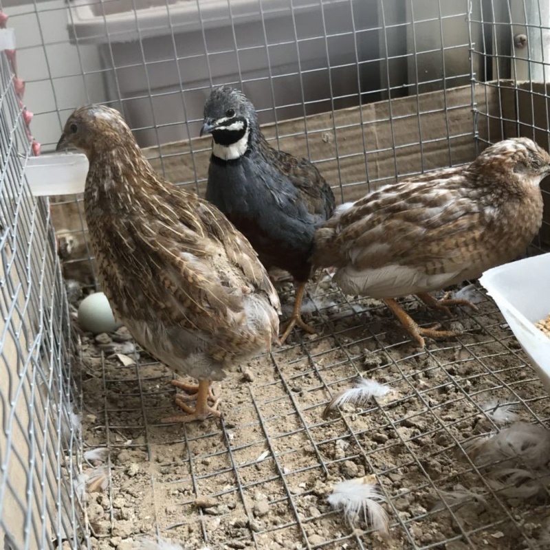 【推荐】芦丁鸡量大从优质量保证欢迎各位老板前来选购