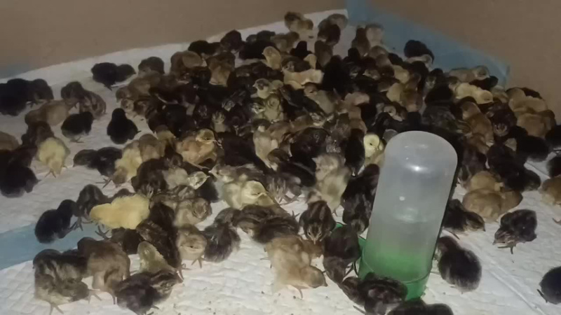 【推荐】芦丁鸡量大从优质量保证欢迎各位老板前来选购
