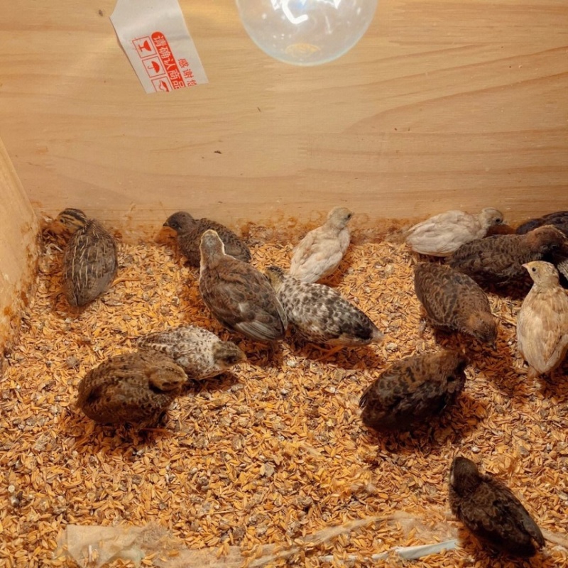 【推荐】芦丁鸡量大从优质量保证欢迎各位老板前来选购