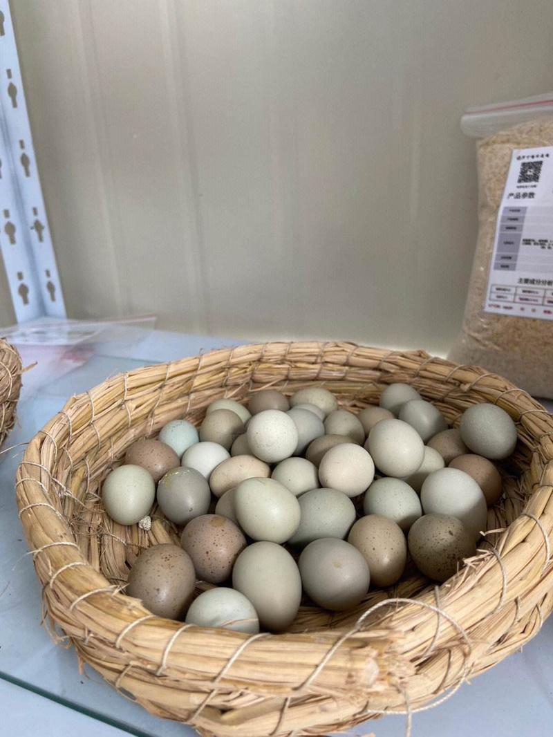 【推荐】芦丁鸡蛋大量有货受精蛋可孵化欢迎来电选购