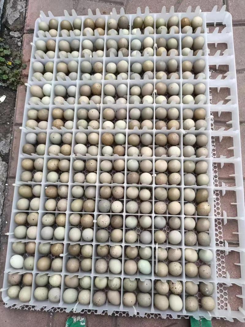 【推荐】芦丁鸡蛋大量有货受精蛋可孵化欢迎来电选购