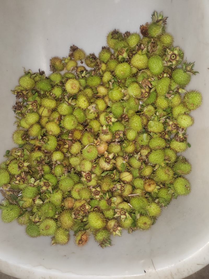 贵州野生刺梨