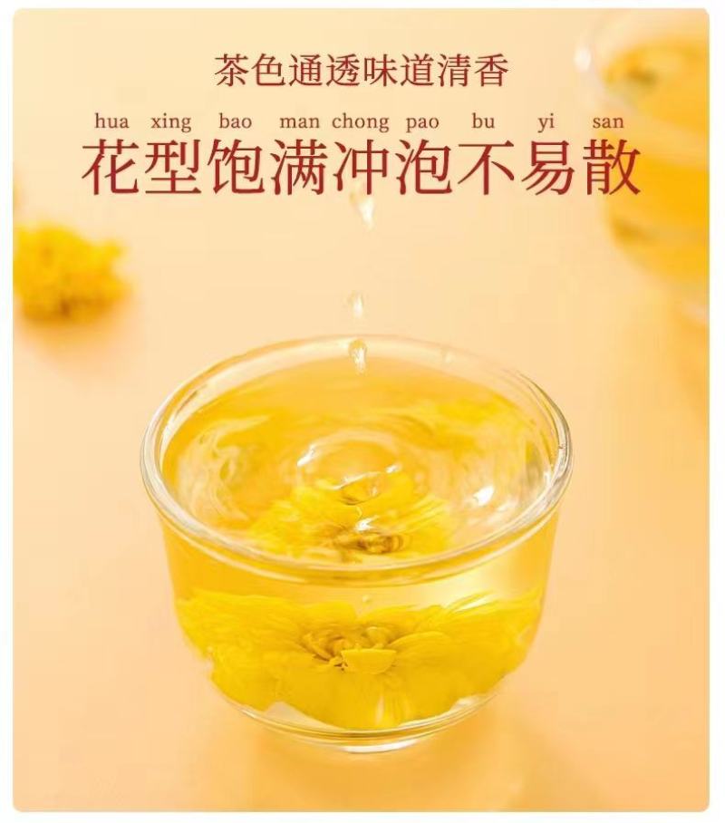 云台冰菊河南焦作怀菊正品正宗特级怀菊花怀庆府菊野生露菊