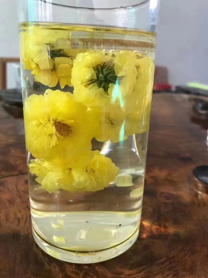 云台冰菊河南焦作怀菊正品正宗特级怀菊花怀庆府菊野生露菊