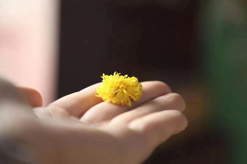 云台冰菊河南焦作怀菊正品正宗特级怀菊花怀庆府菊野生露菊