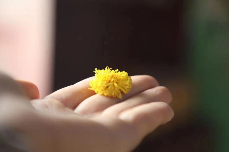 云台冰菊河南焦作怀菊正品正宗特级怀菊花怀庆府菊野生露菊