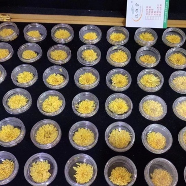 云台冰菊河南焦作怀菊正品正宗特级怀菊花怀庆府菊野生露菊