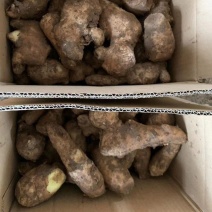 老黄姜，姜母，姜巴一件代发