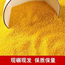 【预售】山东潍坊黄小米小米产地直发米脂稠米油厚