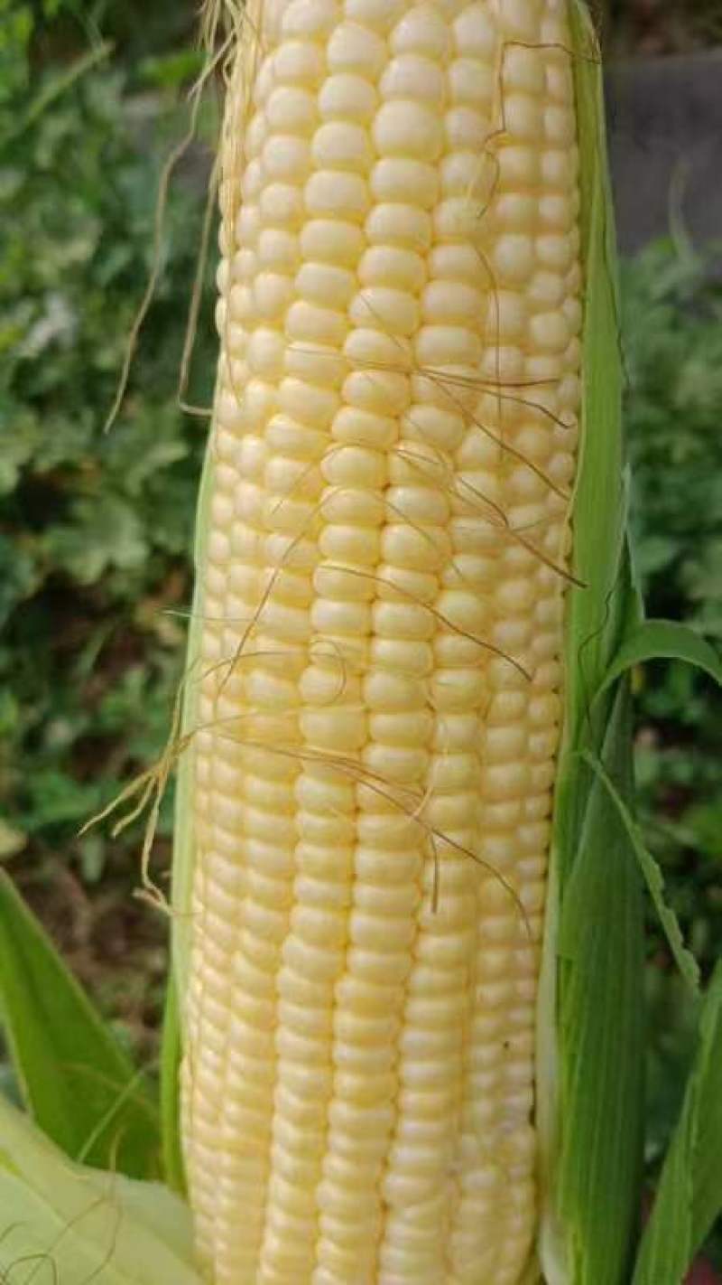 597