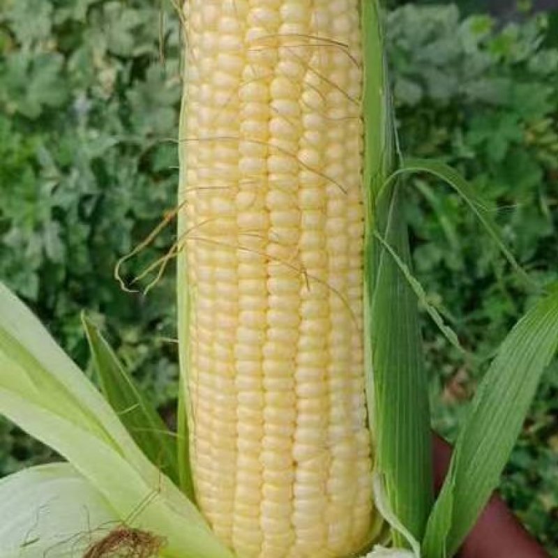 597