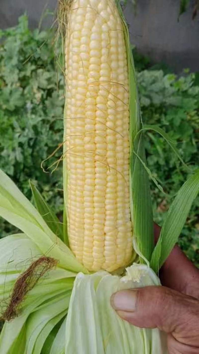 597
