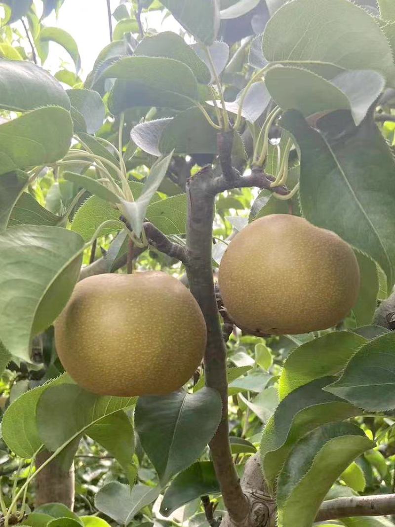 梨子圆黄梨黄花梨翠冠梨产地直发支持视频看货