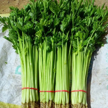 自家种植香芹有4五万斤欢迎。菜凡的朋友们联系。