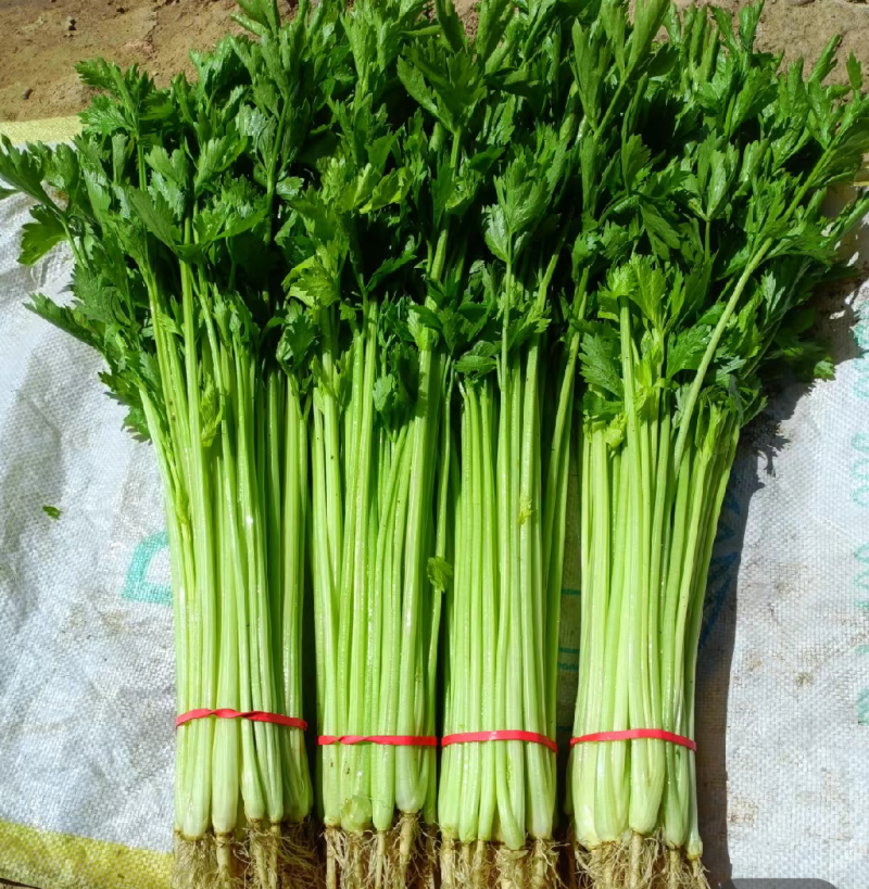 自家种植香芹有4五万斤欢迎。菜凡的朋友们联系。