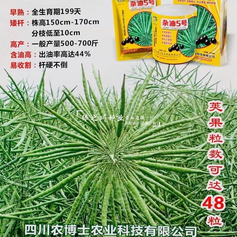 矮杆抗倒早熟高产油菜种子含油量高荚果粗长大粒油菜籽种子