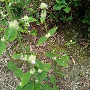 阔叶丰花草