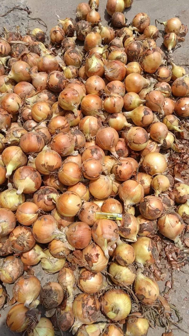 黄皮洋葱5-8出口，80规格以上大量有货，市场货，加工厂