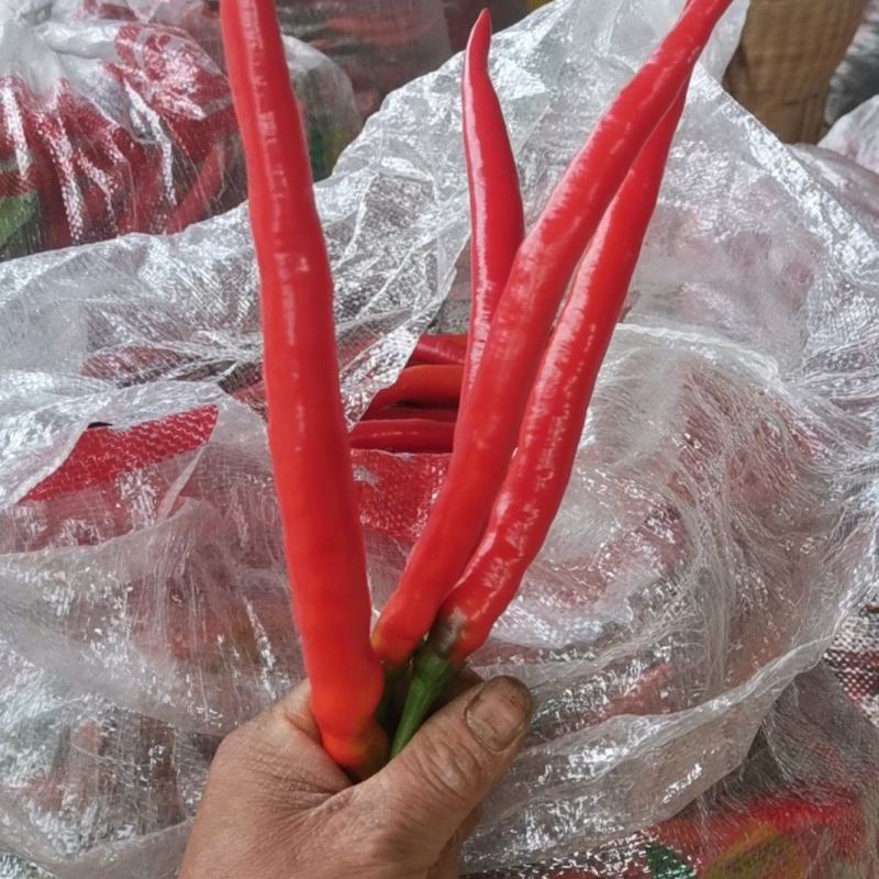 红青三号，红色酱色艳椒