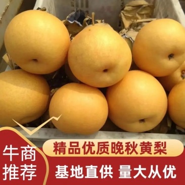 晚秋黄梨大量上市，河南产地直发量大保甜欢迎来电采购