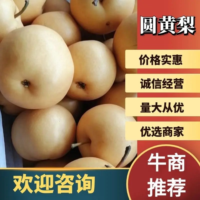 河南省圆黄梨秋月梨肉质细嫩口感香甜，保质保量代发全国