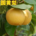河南省圆黄梨秋月梨肉质细嫩口感香甜，保质保量代发全国