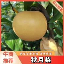 【精品】秋月梨大量上市，品质保证，汁水丰富，代发全国！