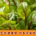 红脉酸模种子西餐摆盘点缀沙拉蔬菜红丝红柄酸膜叶香草菜特菜