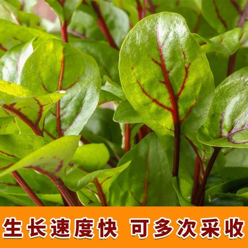 红脉酸模种子西餐摆盘点缀沙拉蔬菜红丝红柄酸膜叶香草菜特菜