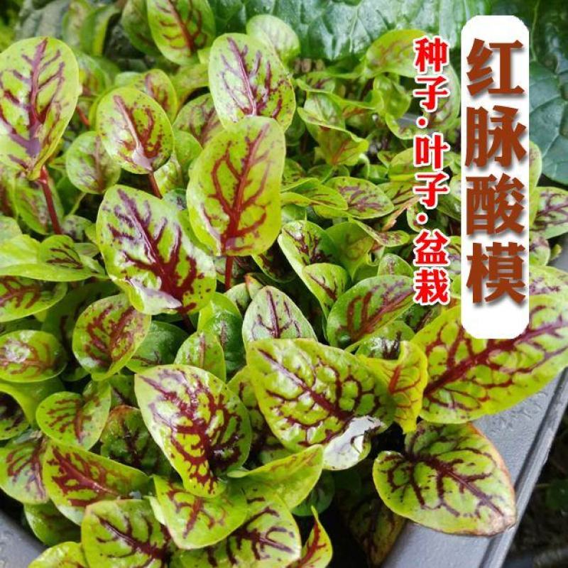 红脉酸模种子西餐摆盘点缀沙拉蔬菜红丝红柄酸膜叶香草菜特菜