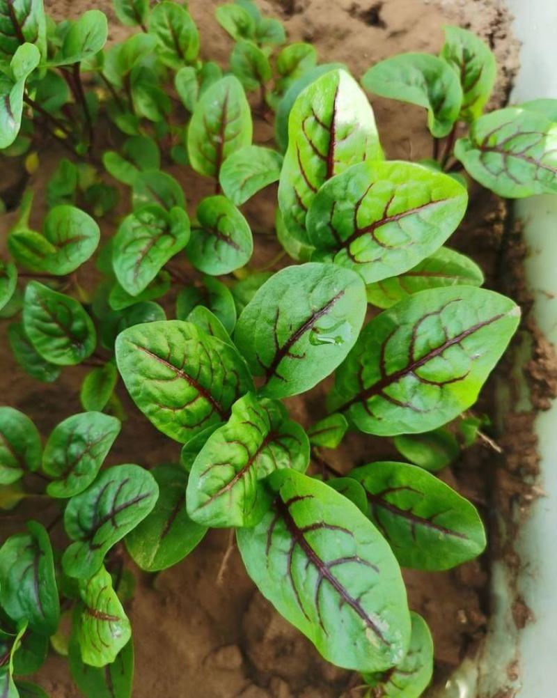 红脉酸模种子西餐摆盘点缀沙拉蔬菜红丝红柄酸膜叶香草菜特菜