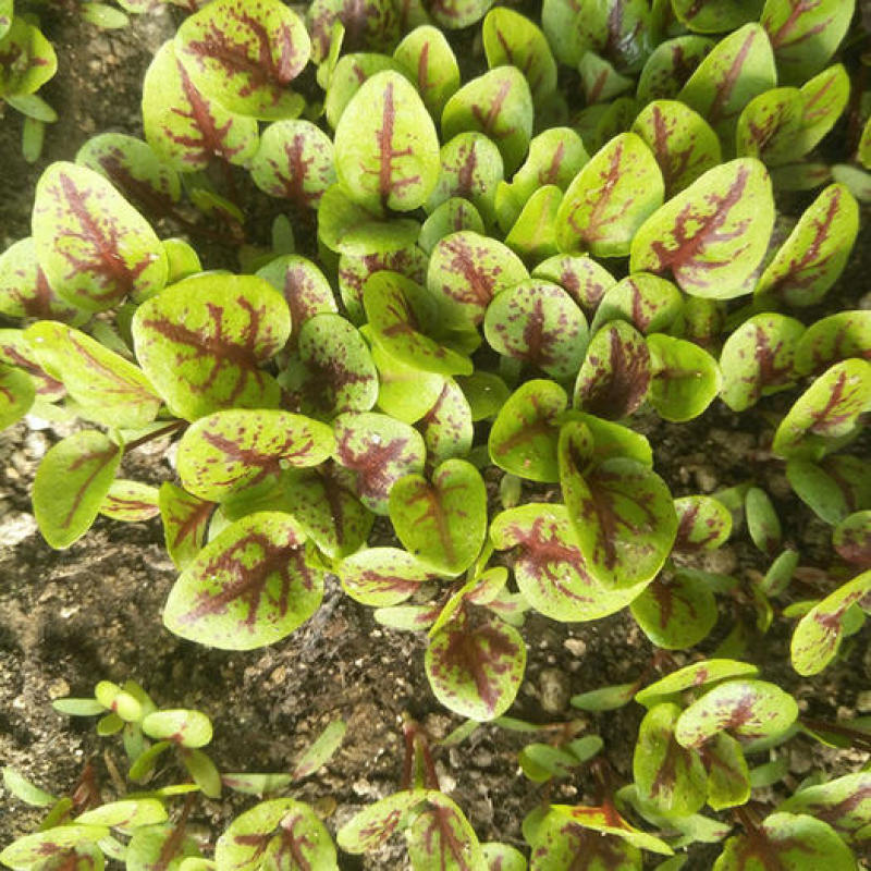 红脉酸模种子西餐摆盘点缀沙拉蔬菜红丝红柄酸膜叶香草菜特菜