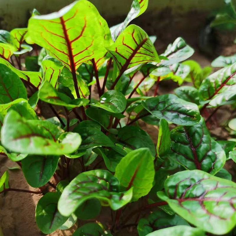 红脉酸模种子西餐摆盘点缀沙拉蔬菜红丝红柄酸膜叶香草菜特菜