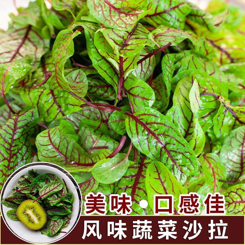 红脉酸模种子西餐摆盘点缀沙拉蔬菜红丝红柄酸膜叶香草菜特菜