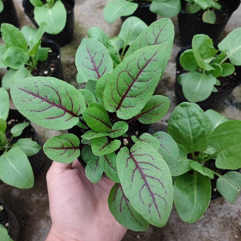 红脉酸模种子西餐摆盘点缀沙拉蔬菜红丝红柄酸膜叶香草菜特菜